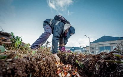 TRABAJOS DE LIMPIEZA Y EMBELLECIMIENTO EN USHUAIA