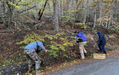 SE ALCANZÓ UN 72% DE SUPERVIVENCIA DE RENOVALES DE LENGA EN LA REFORESTACIÓN EN LA EX CANTERA DEL CERRO JEUJEPÉN