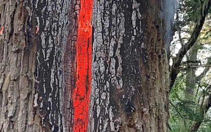 Incendio en Estancia El Relincho