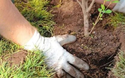 RÌO GRANDE, IMPUESTOS POR PLANTAR ÁRBOLES EN LAS VEREDAS